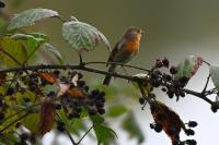 Erithacus rubecula