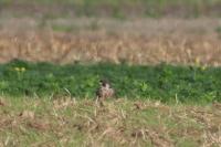 Falco peregrinus