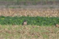 Falco peregrinus