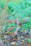 Perdix perdix