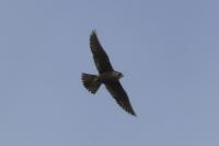 Falco peregrinus