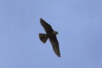 Falco peregrinus