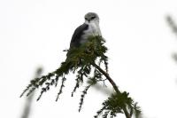 Elanus caeruleus