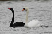 Cygnus atratus