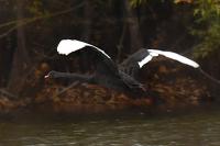 Cygnus atratus