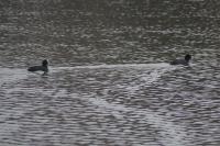 Fulica atra