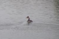 Podiceps cristatus