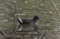 Gallinula chloropus