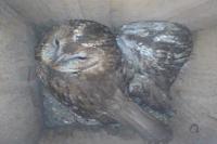 Strix aluco