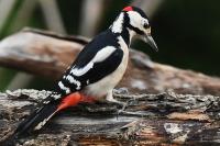 Dendrocopos major