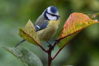 Cyanistes caeruleus
