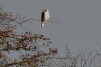 Elanus caeruleus