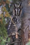 Asio otus
