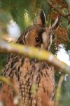 Asio otus