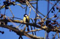 Parus major