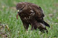 Buteo buteo