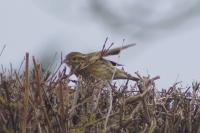 Emberiza cirlus