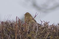 Emberiza cirlus
