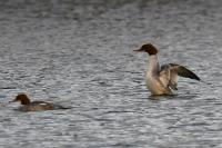 Mergus merganser