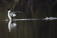 Mergus merganser