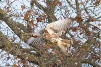 Falco tinnunculus