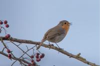 Erithacus rubecula