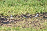Motacilla alba