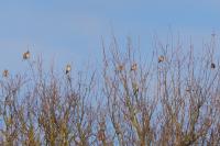 Carduelis carduelis