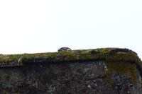 Athene noctua