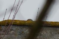 Athene noctua