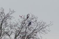 Elanus caeruleus