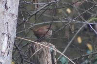 Troglodytes troglodytes