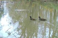 Gallinula chloropus