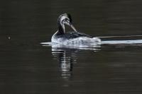 Podiceps cristatus