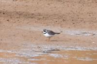 Charadrius hiaticula