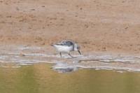 Calidris alba