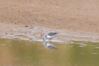 Calidris alba