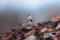 Motacilla alba