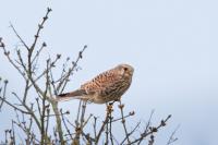 Falco tinnunculus
