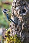 Cyanistes caeruleus