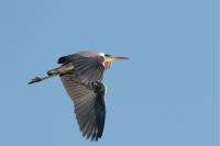 Ardea cinerea