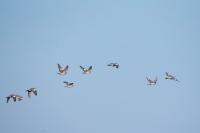 Columba palumbus