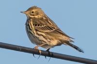 Anthus pratensis