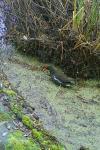 Gallinula chloropus