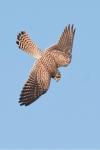 Falco tinnunculus