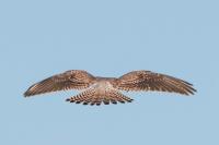 Falco tinnunculus