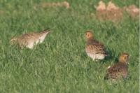 Pluvialis apricaria