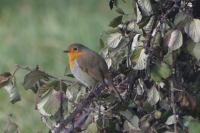 Erithacus rubecula