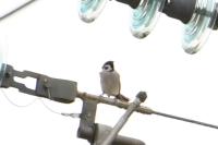 Passer montanus