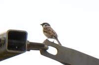 Passer montanus